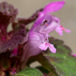 Blütenfoto Lamium purpureum
