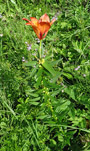 Habitusfoto Lilium bulbiferum