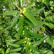 Blätterfoto Lilium bulbiferum