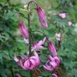 Blütenfoto Lilium martagon