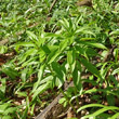 Foto der Jungpflanze Lilium martagon