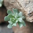 Blätterfoto Linaria alpina
