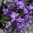 Foto von Besonderheit Linaria alpina