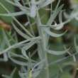 Blätterfoto Linaria angustissima