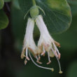 Blütenfoto Lonicera caerulea