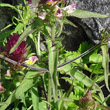 Blätterfoto Melampyrum arvense