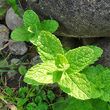 Blätterfoto Mentha spicata aggr.