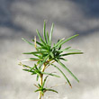 Foto von Besonderheit Minuartia laricifolia