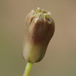 Blütenfoto Muscari comosum