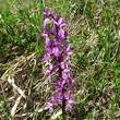 Blütenfoto Orchis mascula