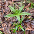 Foto der Jungpflanze Orchis mascula