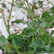 Blätterfoto Oxyria digyna