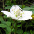 Blütenfoto Parnassia palustris