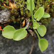 Blätterfoto Parnassia palustris