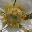 Fruchtfoto Parnassia palustris