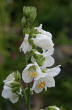 Blütenfoto Polemonium caeruleum
