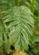 Blätterfoto Polemonium caeruleum