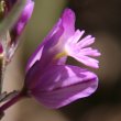 Blütenfoto Polygala vulgaris