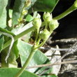Fruchtfoto Primula auricula