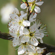 Blütenfoto Prunus spinosa