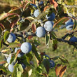 Fruchtfoto Prunus spinosa