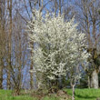 Habitusfoto Prunus spinosa