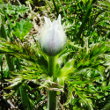 Blütenfoto Pulsatilla alpina