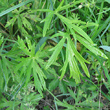Blätterfoto Ranunculus acris