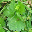 Blätterfoto Ranunculus muricatus