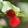 Fruchtfoto Ribes alpinum