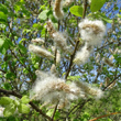 Fruchtfoto Salix caprea