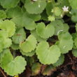 Blätterfoto Saxifraga rotundifolia