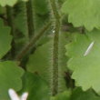 Stängel-/Stammfoto Saxifraga rotundifolia