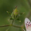 Fruchtfoto Saxifraga rotundifolia