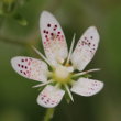 Portraitfoto Saxifraga rotundifolia