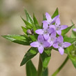 Blütenfoto Sherardia arvensis