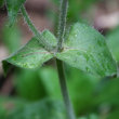 Blätterfoto Silene dioica