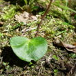 Blätterfoto Soldanella alpina