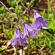 Blütenfoto Soldanella alpina