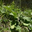 Blätterfoto Stemmacantha rhapontica