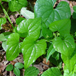 Blätterfoto Tamus communis