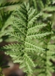 Blätterfoto Tanacetum vulgare