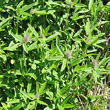 Habitusfoto Trifolium alpestre