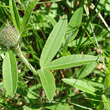Blätterfoto Trifolium alpestre