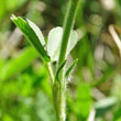 Stängel-/Stammfoto Trifolium alpestre