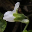 Blütenfoto Viola alba