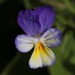 Portraitfoto Viola tricolor