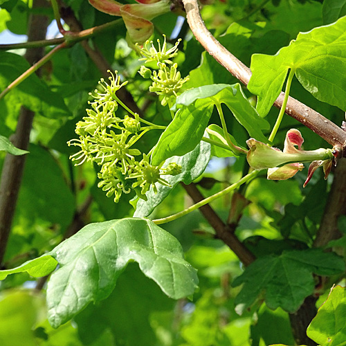 Feld-Ahorn / Acer campestre