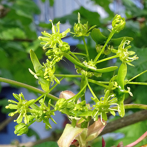 Feld-Ahorn / Acer campestre