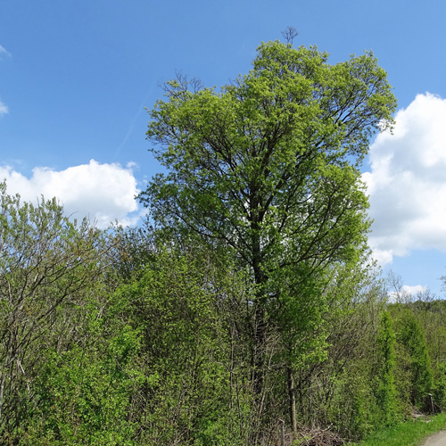 Feld-Ahorn / Acer campestre